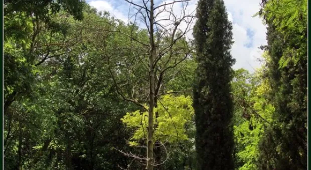 Где финиш может наступить уже на старте... В Севастополе есть целый парк гнилых деревьев