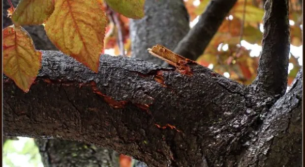 Где финиш может наступить уже на старте... В Севастополе есть целый парк гнилых деревьев