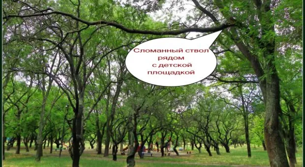 Где финиш может наступить уже на старте... В Севастополе есть целый парк гнилых деревьев