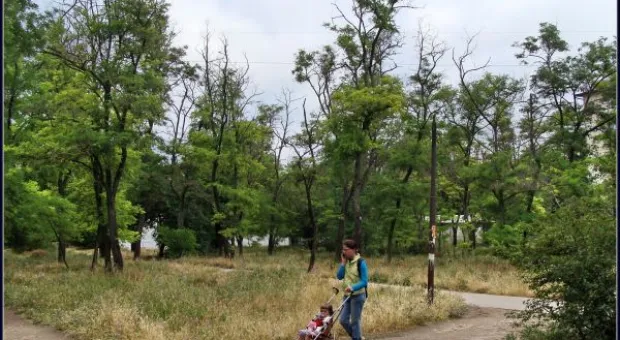 Где финиш может наступить уже на старте... В Севастополе есть целый парк гнилых деревьев