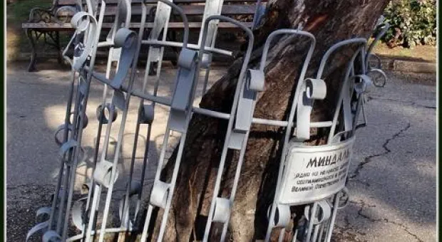 В Севастополе спасают «дерево огненных дней» - старый миндаль на Малаховом кургане В Севастополе спасают «дерево огненных дней» - старый миндаль на Малаховом кургане