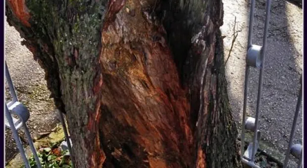 В Севастополе спасают «дерево огненных дней» - старый миндаль на Малаховом кургане В Севастополе спасают «дерево огненных дней» - старый миндаль на Малаховом кургане