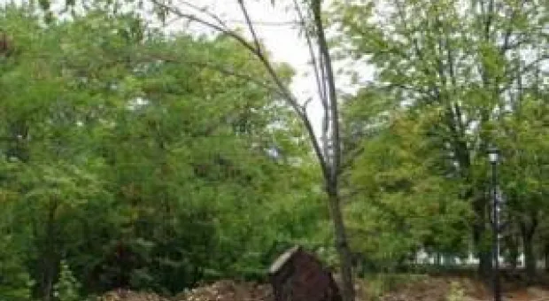 В Севастополе спасают «дерево огненных дней» - старый миндаль на Малаховом кургане В Севастополе спасают «дерево огненных дней» - старый миндаль на Малаховом кургане