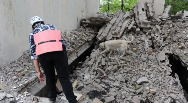 В Севастополе работает три отряда кинологов-спасателей