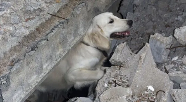 В Севастополе работает три отряда кинологов-спасателей