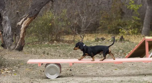 В Севастополе работает три отряда кинологов-спасателей