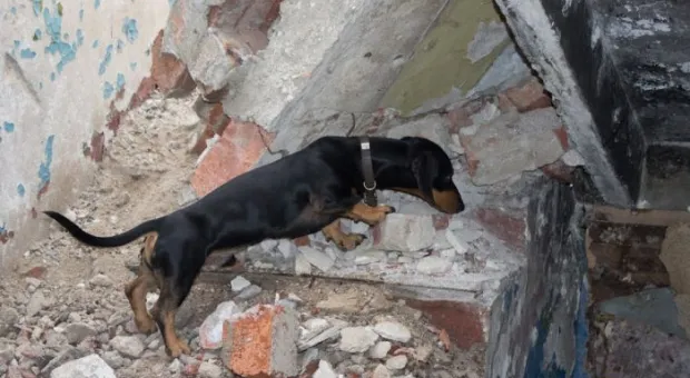 В Севастополе работает три отряда кинологов-спасателей