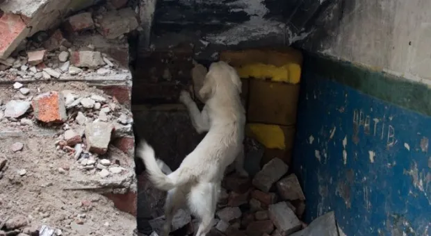 В Севастополе работает три отряда кинологов-спасателей