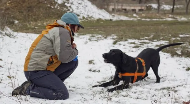 В Севастополе работает три отряда кинологов-спасателей