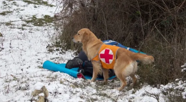В Севастополе работает три отряда кинологов-спасателей