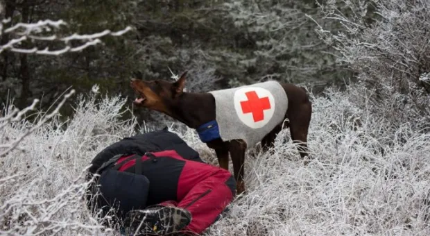 В Севастополе работает три отряда кинологов-спасателей
