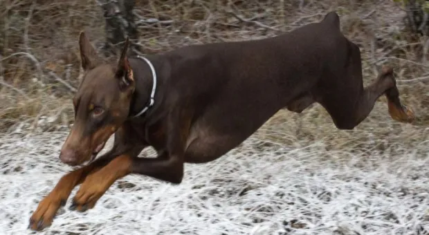 В Севастополе работает три отряда кинологов-спасателей