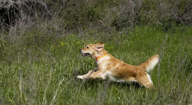 В Севастополе работает три отряда кинологов-спасателей