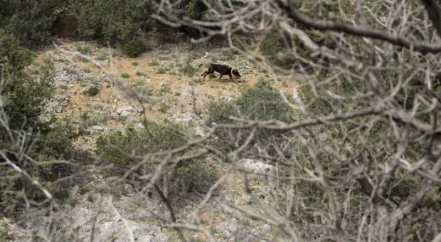 В Севастополе работает три отряда кинологов-спасателей