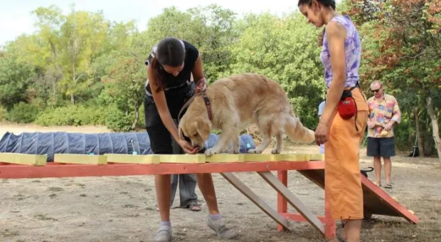 В Севастополе работает три отряда кинологов-спасателей