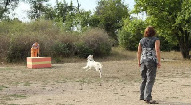 В Севастополе работает три отряда кинологов-спасателей