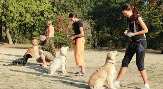 В Севастополе работает три отряда кинологов-спасателей