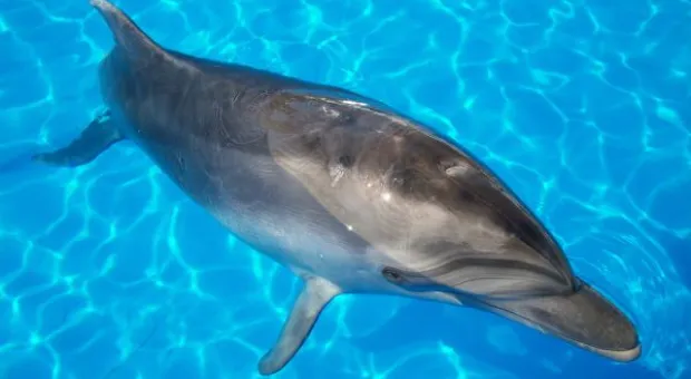 Будет ли в Севастополе дельфиний заповедник? В городе отметили Всемирный день китов и дельфинов