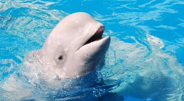 Будет ли в Севастополе дельфиний заповедник? В городе отметили Всемирный день китов и дельфинов