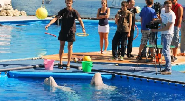 Будет ли в Севастополе дельфиний заповедник? В городе отметили Всемирный день китов и дельфинов