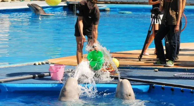 Будет ли в Севастополе дельфиний заповедник? В городе отметили Всемирный день китов и дельфинов