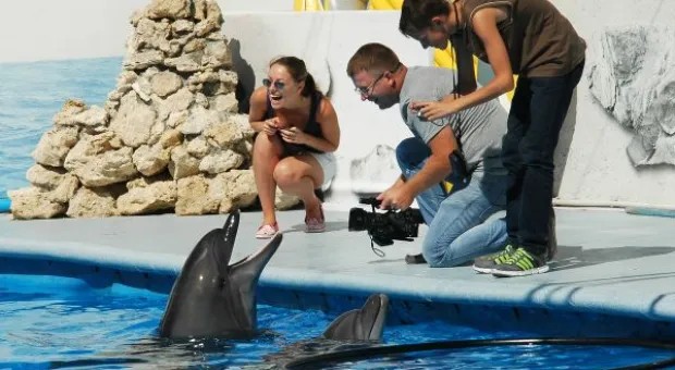 Будет ли в Севастополе дельфиний заповедник? В городе отметили Всемирный день китов и дельфинов