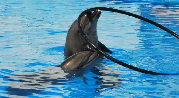 Будет ли в Севастополе дельфиний заповедник? В городе отметили Всемирный день китов и дельфинов