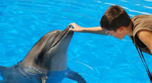 Будет ли в Севастополе дельфиний заповедник? В городе отметили Всемирный день китов и дельфинов