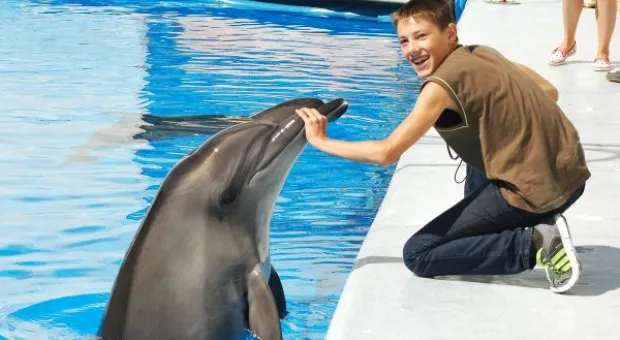 Будет ли в Севастополе дельфиний заповедник? В городе отметили Всемирный день китов и дельфинов