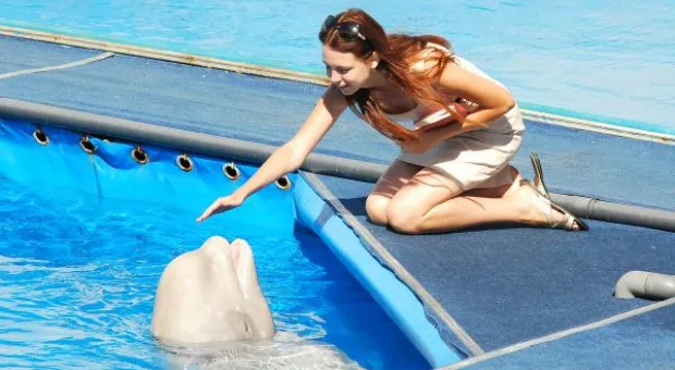 Будет ли в Севастополе дельфиний заповедник? В городе отметили Всемирный день китов и дельфинов