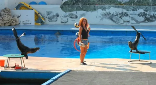 Будет ли в Севастополе дельфиний заповедник? В городе отметили Всемирный день китов и дельфинов