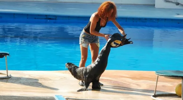 Будет ли в Севастополе дельфиний заповедник? В городе отметили Всемирный день китов и дельфинов