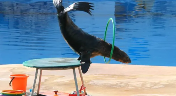 Будет ли в Севастополе дельфиний заповедник? В городе отметили Всемирный день китов и дельфинов