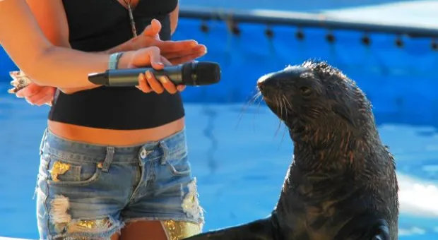 Будет ли в Севастополе дельфиний заповедник? В городе отметили Всемирный день китов и дельфинов