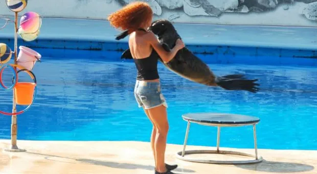 Будет ли в Севастополе дельфиний заповедник? В городе отметили Всемирный день китов и дельфинов