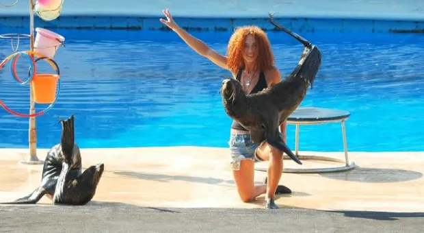 Будет ли в Севастополе дельфиний заповедник? В городе отметили Всемирный день китов и дельфинов