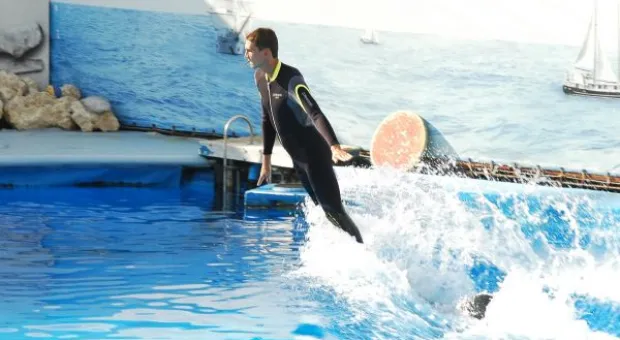 Будет ли в Севастополе дельфиний заповедник? В городе отметили Всемирный день китов и дельфинов