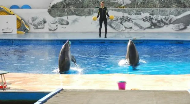 Будет ли в Севастополе дельфиний заповедник? В городе отметили Всемирный день китов и дельфинов