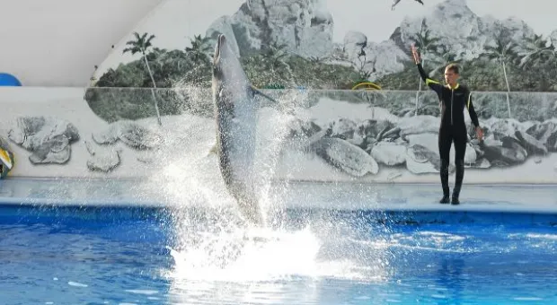 Будет ли в Севастополе дельфиний заповедник? В городе отметили Всемирный день китов и дельфинов