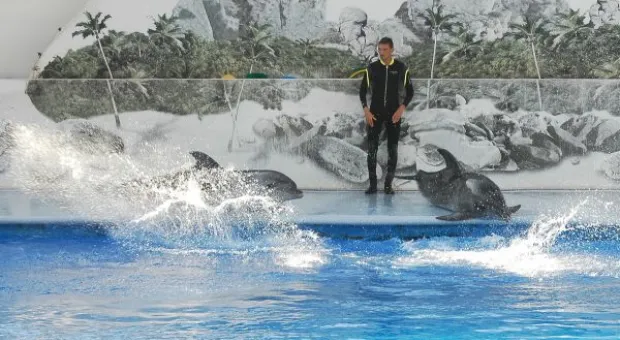 Будет ли в Севастополе дельфиний заповедник? В городе отметили Всемирный день китов и дельфинов