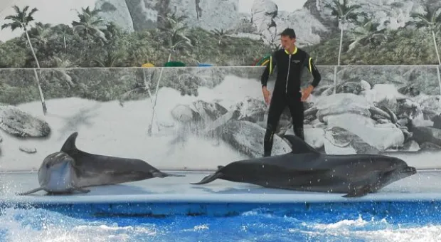 Будет ли в Севастополе дельфиний заповедник? В городе отметили Всемирный день китов и дельфинов