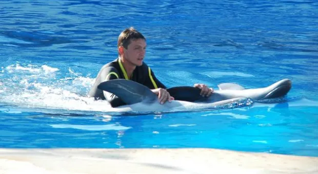 Будет ли в Севастополе дельфиний заповедник? В городе отметили Всемирный день китов и дельфинов