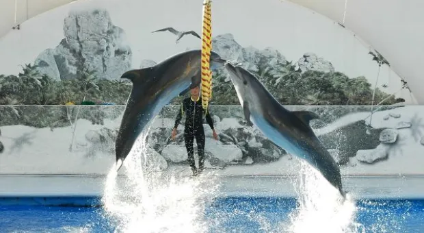 Будет ли в Севастополе дельфиний заповедник? В городе отметили Всемирный день китов и дельфинов