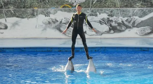 Будет ли в Севастополе дельфиний заповедник? В городе отметили Всемирный день китов и дельфинов