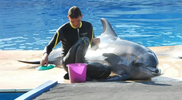 Будет ли в Севастополе дельфиний заповедник? В городе отметили Всемирный день китов и дельфинов