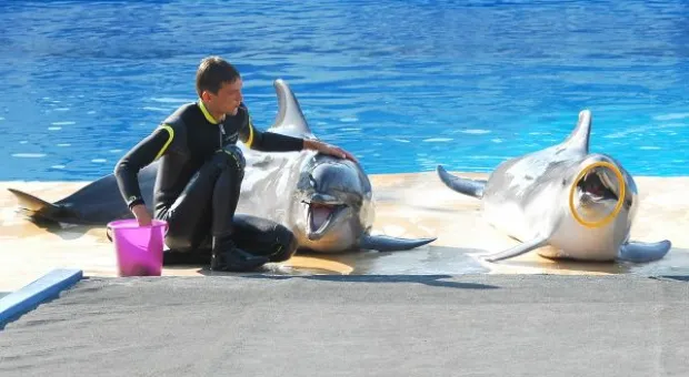 Будет ли в Севастополе дельфиний заповедник? В городе отметили Всемирный день китов и дельфинов