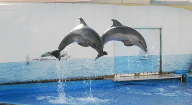 Будет ли в Севастополе дельфиний заповедник? В городе отметили Всемирный день китов и дельфинов