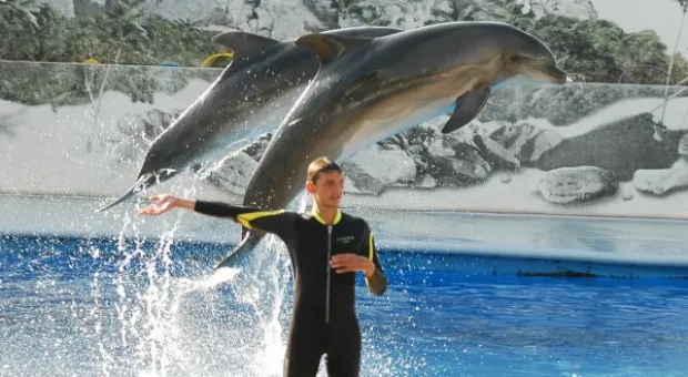 Будет ли в Севастополе дельфиний заповедник? В городе отметили Всемирный день китов и дельфинов