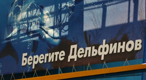 Будет ли в Севастополе дельфиний заповедник? В городе отметили Всемирный день китов и дельфинов