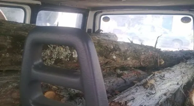 В Балаклаве начато уголовное производство по факту вырубки можжевельника